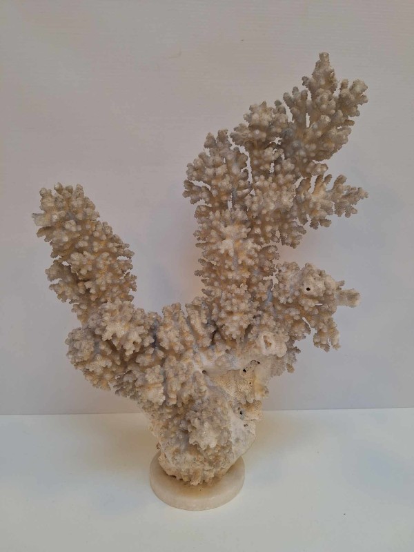 Grote witte koraal