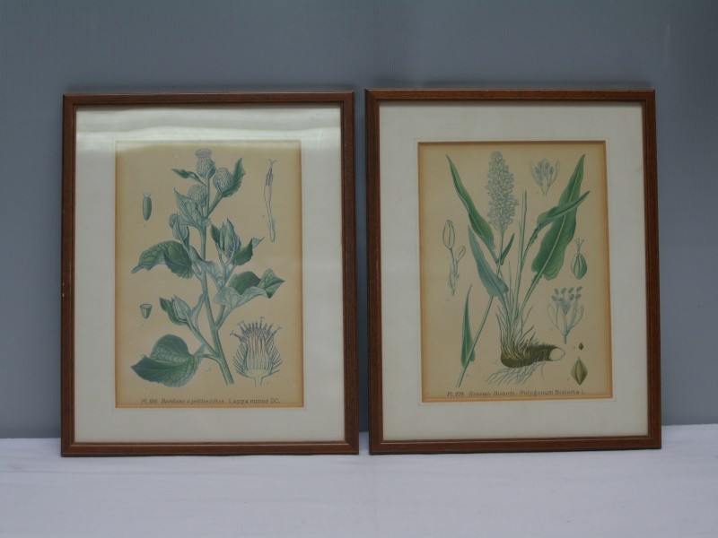 Set van twee antieke botanische litho's- "Amédée Masclef" (Art. 743)