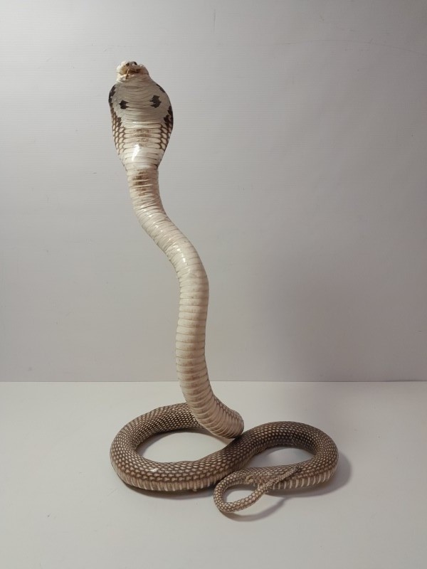 Taxidermie: Opgezette cobra