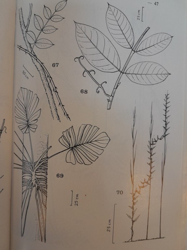 Boek: Manuel de botanique forestière - Afrique tropicale (3 delen) R. Letouzey