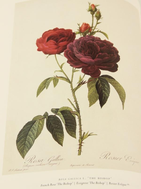 The Roses: Pierre-Joseph Redoute, 1759-1840