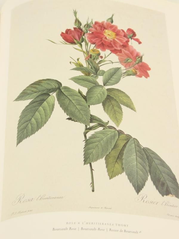 The Roses: Pierre-Joseph Redoute, 1759-1840