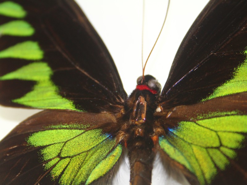 Trogonoptera brookiana Vlinder in gouden kader