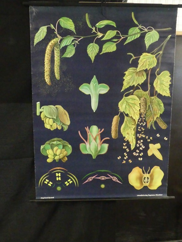 Vintage – Botanica – 2 schoolkaarten – Tulpen en Berk - 1969/1981