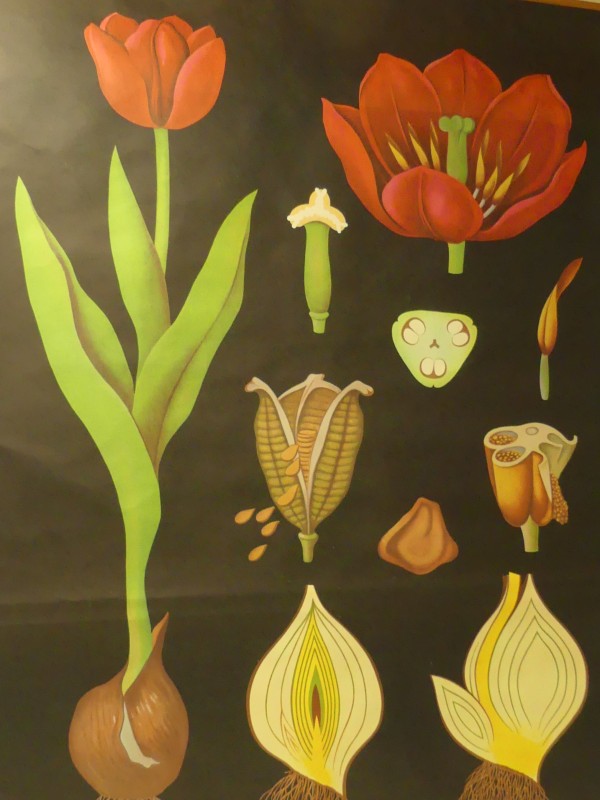 Vintage – Botanica – 2 schoolkaarten – Tulpen en Berk - 1969/1981