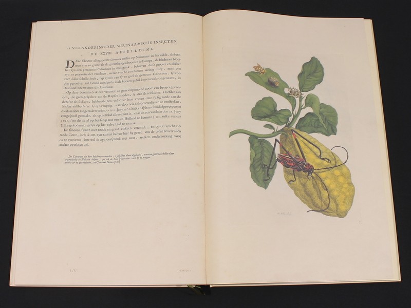 Verandering der Surinaamsche insecten - Maria Sibylla Merian