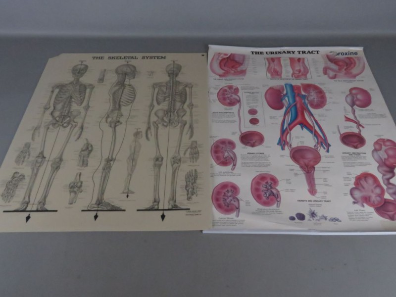 2 posters over het menselijk lichaam