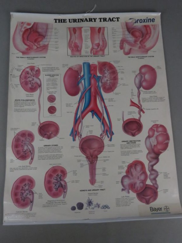 2 posters over het menselijk lichaam