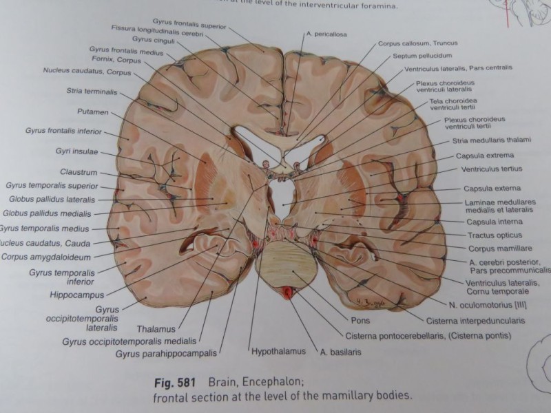 Boek Atlas of Human Anatomy Deel 1 Engels