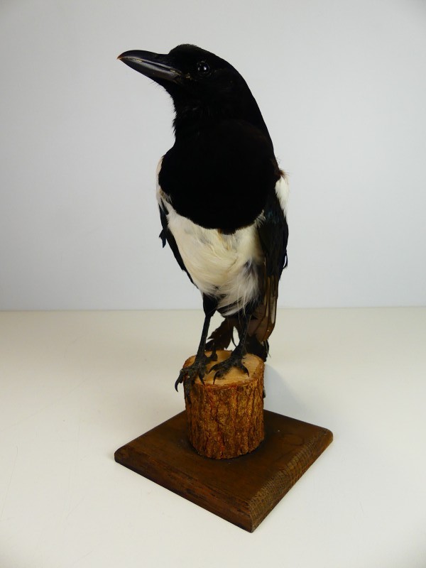 Taxidermie – Opgezette Ekster