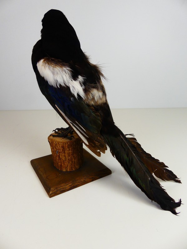 Taxidermie – Opgezette Ekster