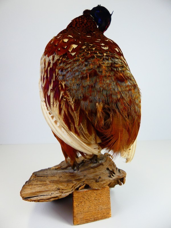 Taxidermie – Opgezette Fazant