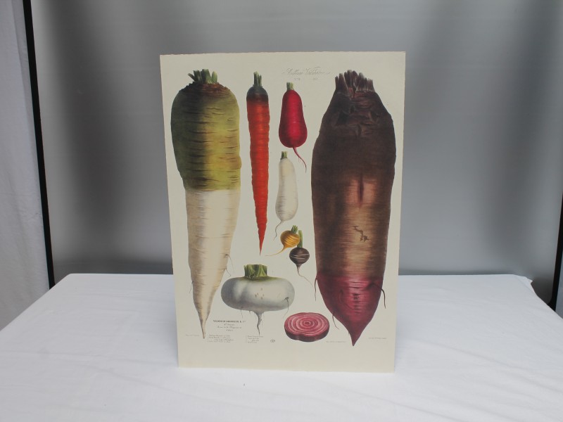 Album Vilmorin "The vegetable garden" van Taschen (Art. 989)