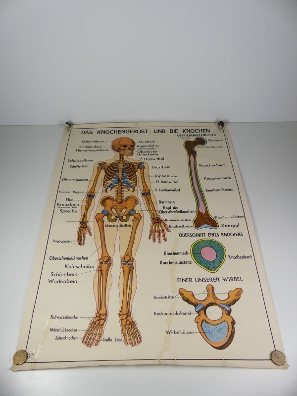 Schoolplaten menselijk lichaam