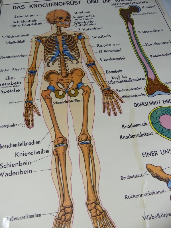 Schoolplaten menselijk lichaam