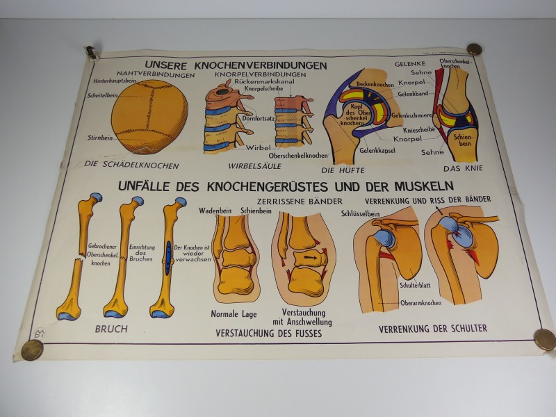 Schoolplaten menselijk lichaam