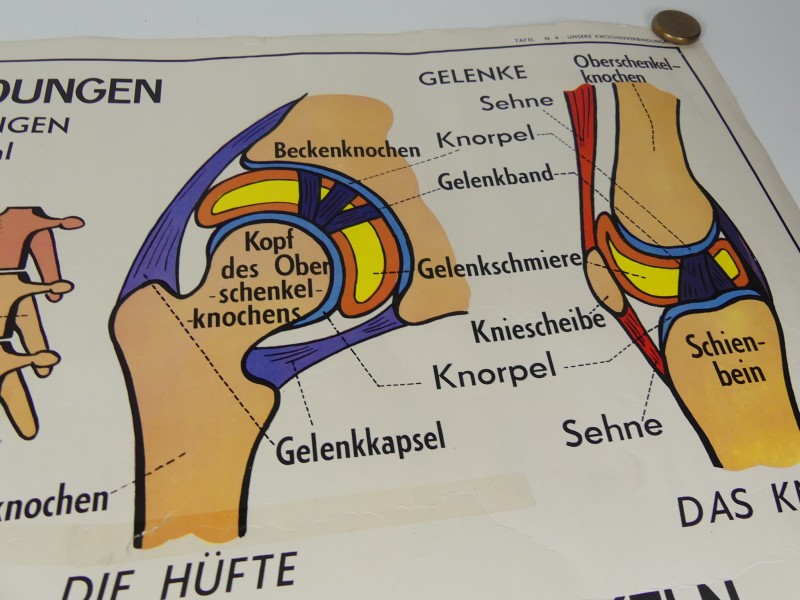 Schoolplaten menselijk lichaam