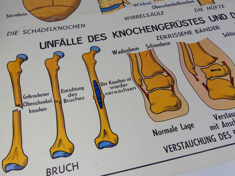 Schoolplaten menselijk lichaam