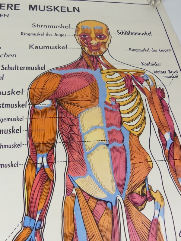 Schoolplaten menselijk lichaam