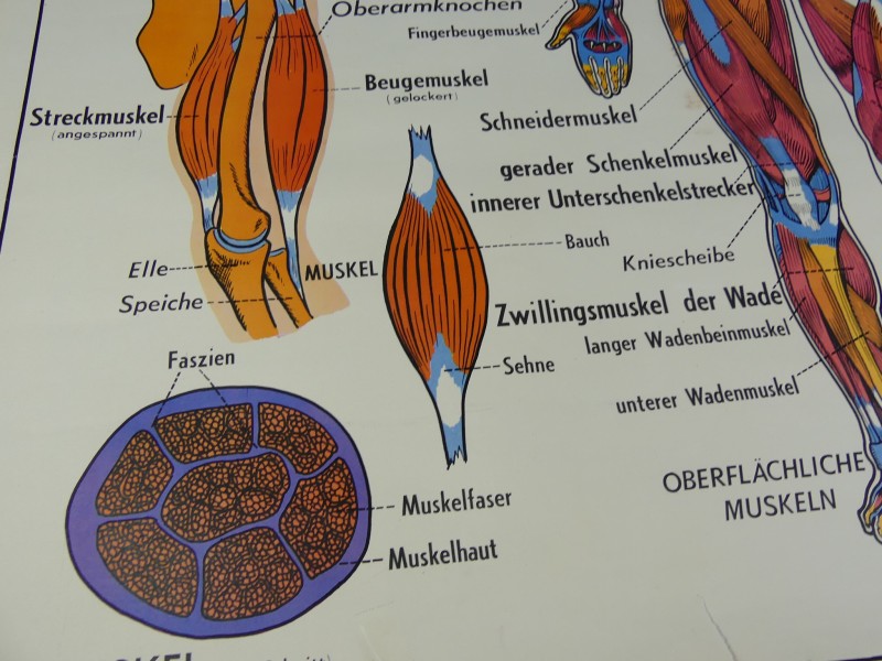 Schoolplaten menselijk lichaam