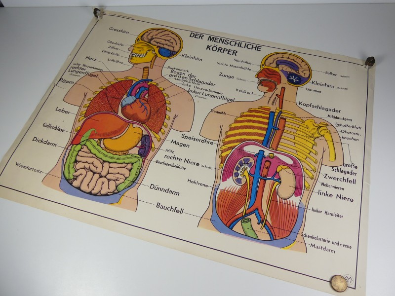 Schoolplaten menselijk lichaam
