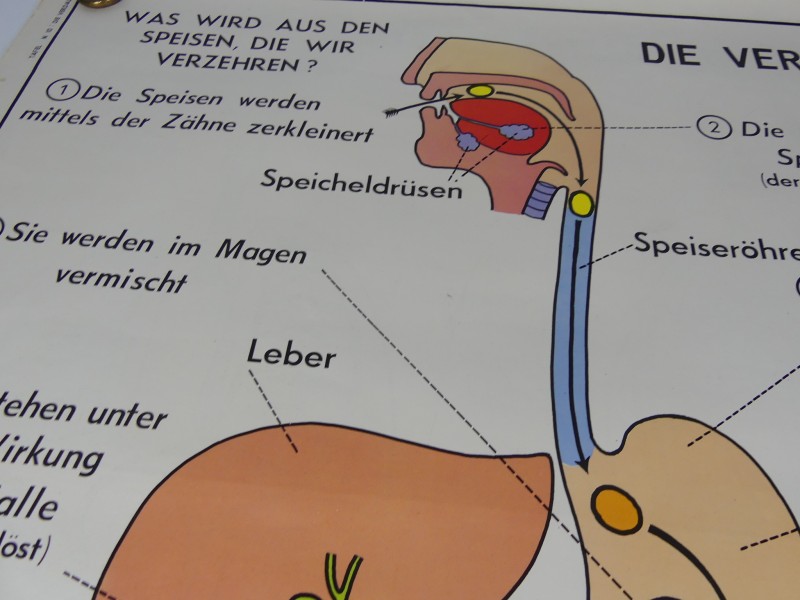 Schoolplaten menselijk lichaam