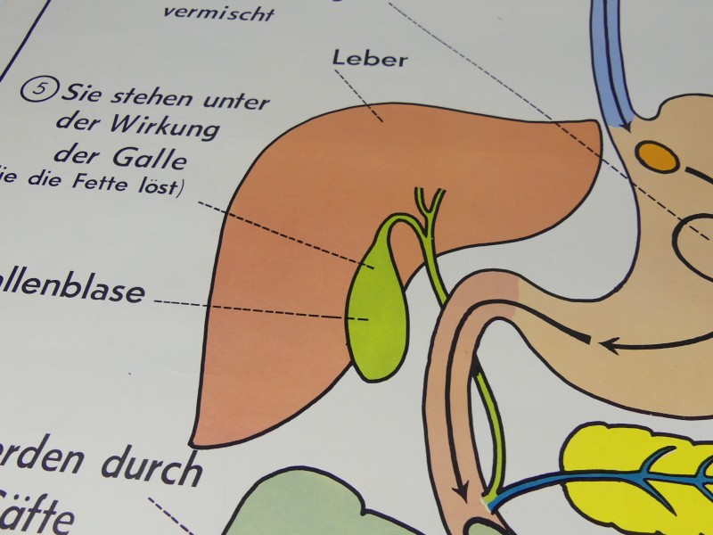 Schoolplaten menselijk lichaam