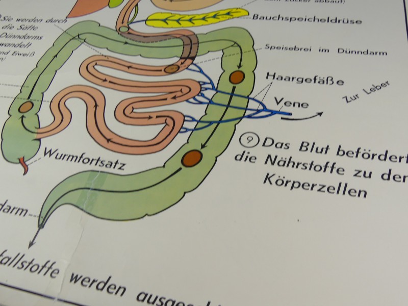 Schoolplaten menselijk lichaam