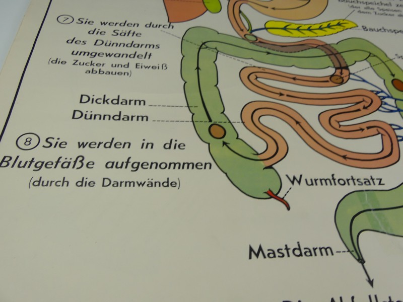 Schoolplaten menselijk lichaam