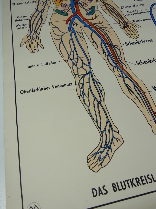 Schoolplaten menselijk lichaam