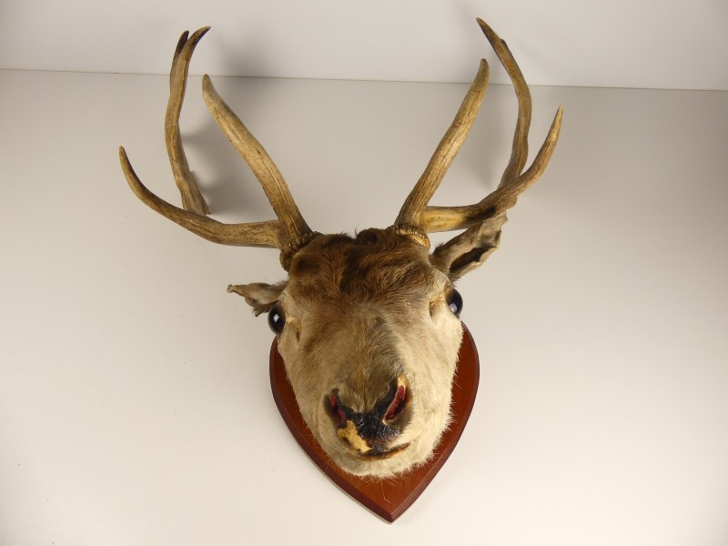 Taxidermie - Decoratief Damhertgewei