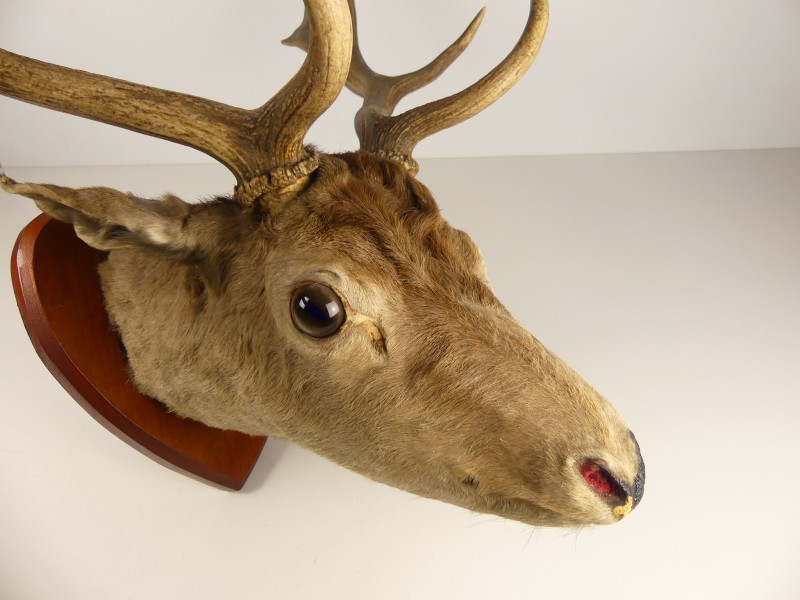 Taxidermie - Decoratief Damhertgewei