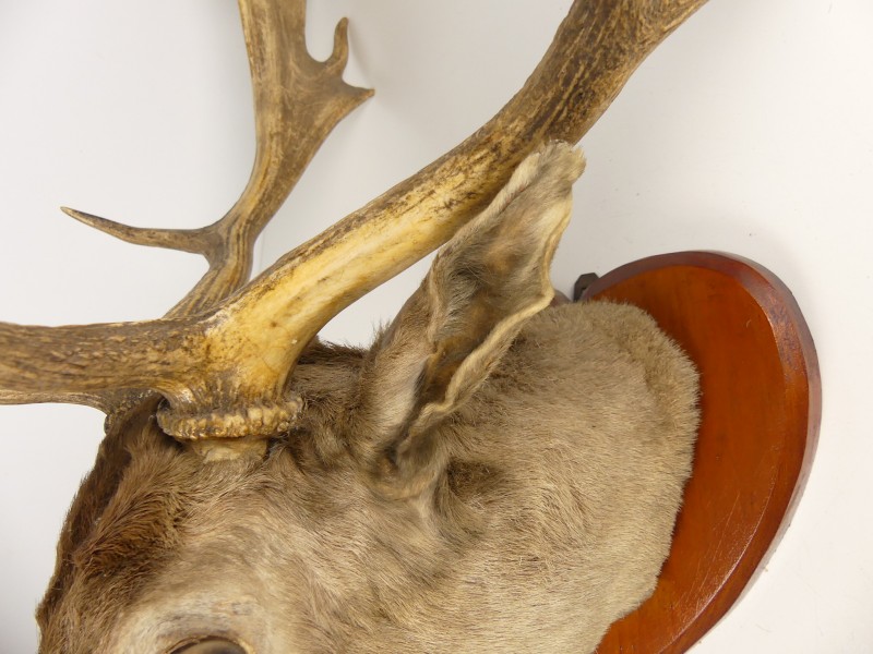 Taxidermie - Decoratief Damhertgewei