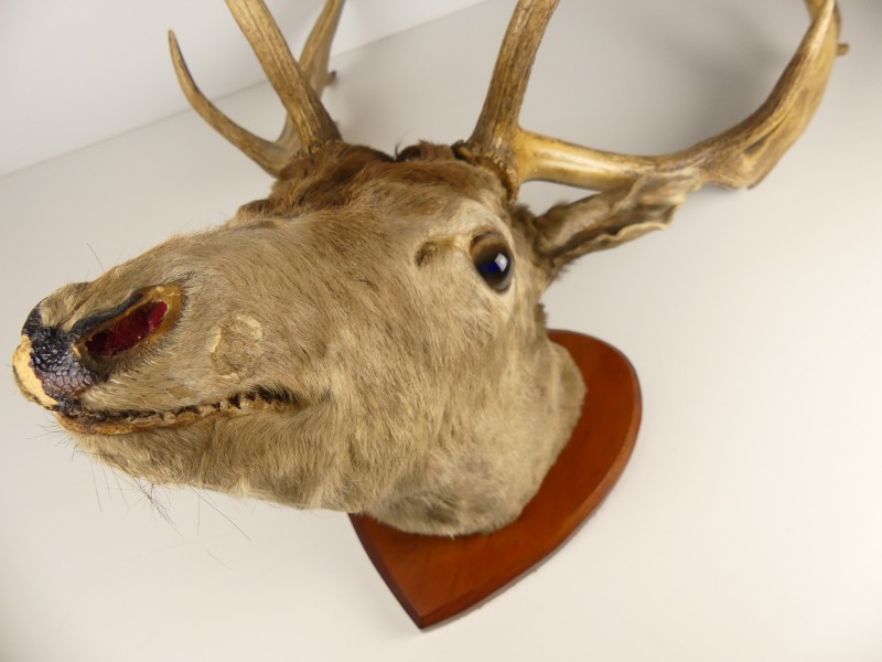 Taxidermie - Decoratief Damhertgewei