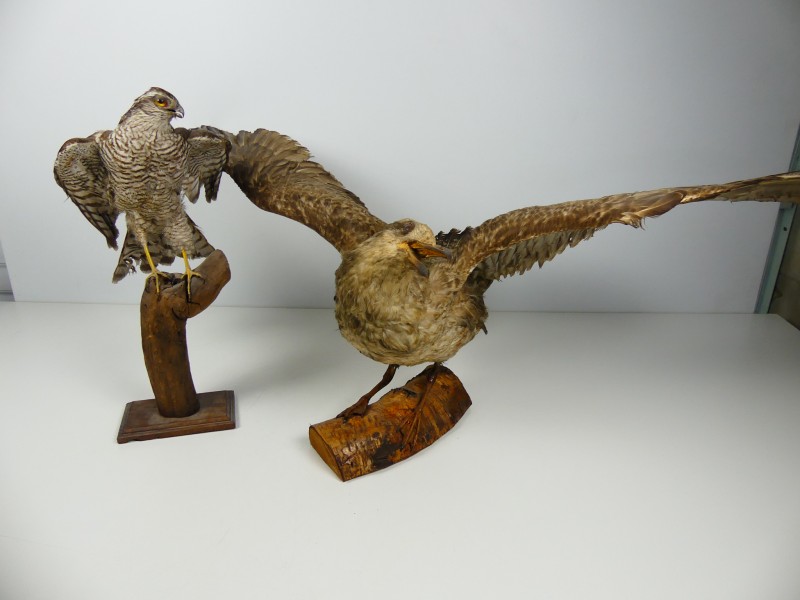 Taxidermie - vogels