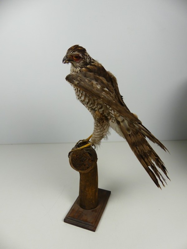 Taxidermie - vogels