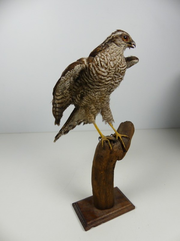 Taxidermie - vogels