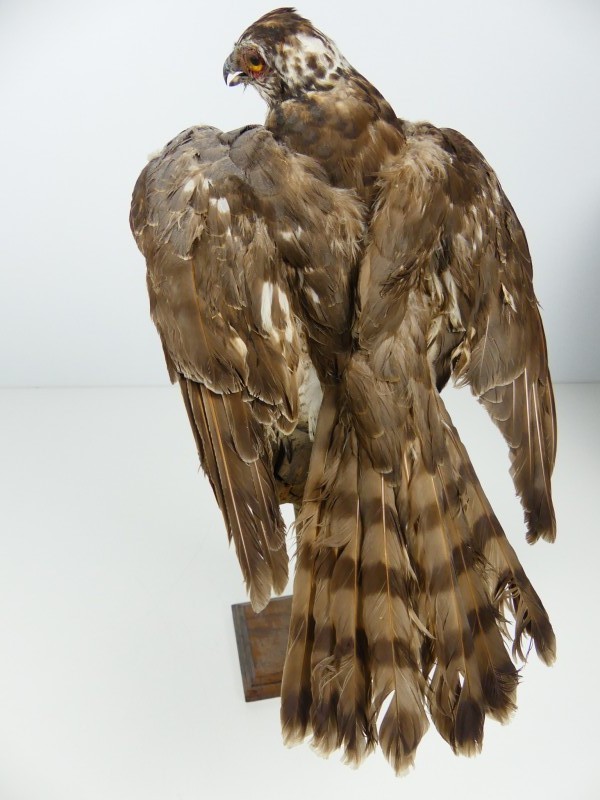 Taxidermie - vogels