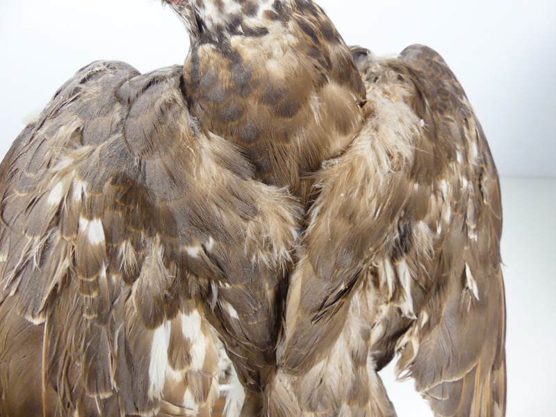 Taxidermie - vogels