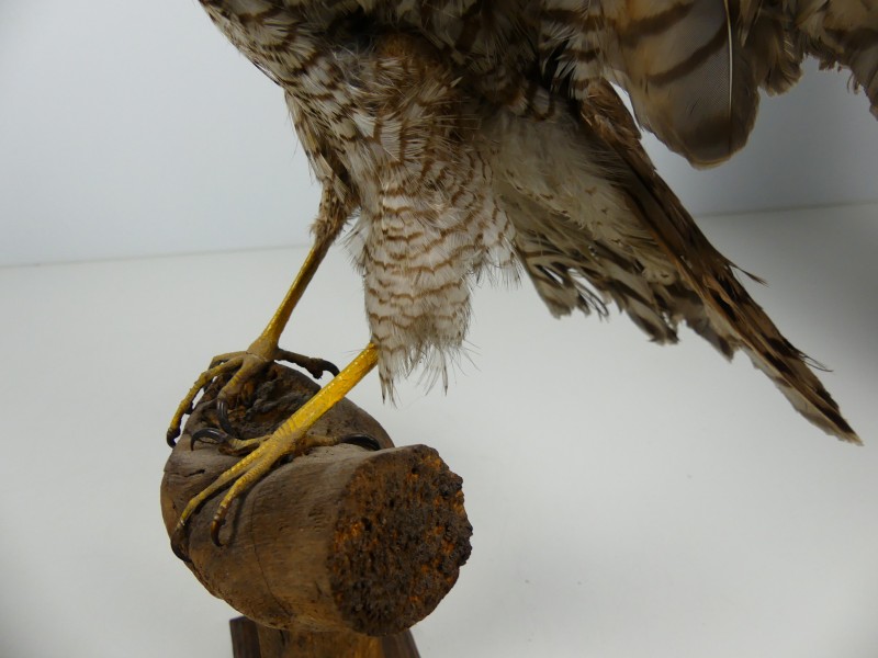 Taxidermie - vogels