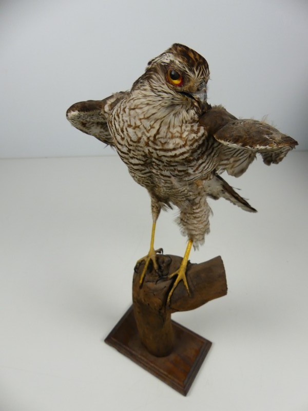 Taxidermie - vogels