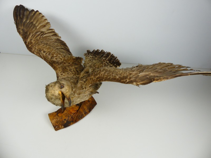 Taxidermie - vogels