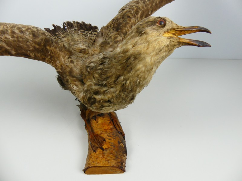 Taxidermie - vogels