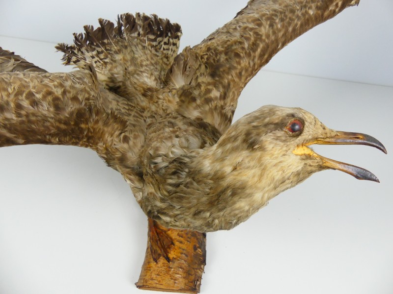 Taxidermie - vogels