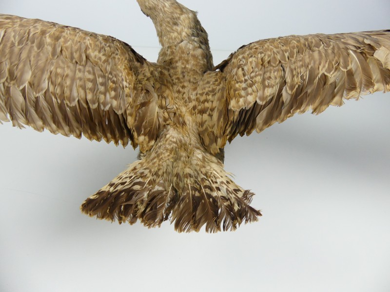 Taxidermie - vogels