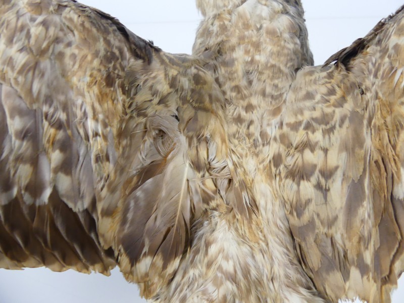 Taxidermie - vogels