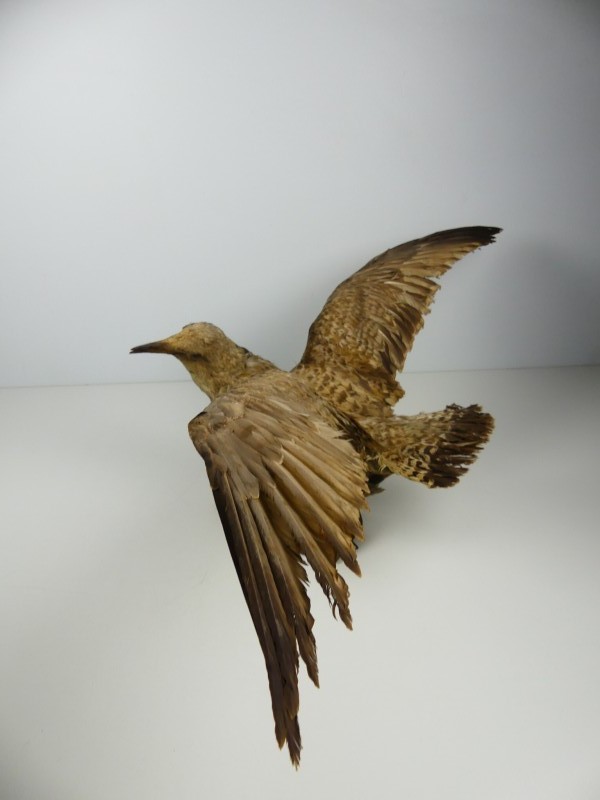 Taxidermie - vogels