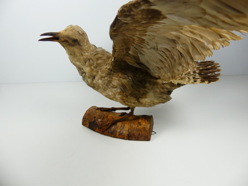 Taxidermie - vogels