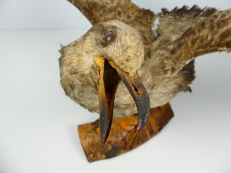 Taxidermie - vogels