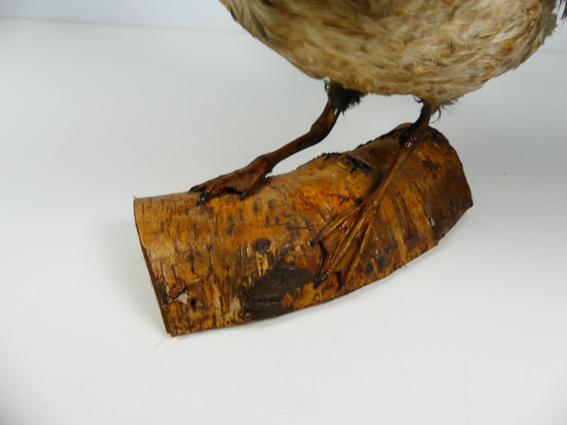 Taxidermie - vogels